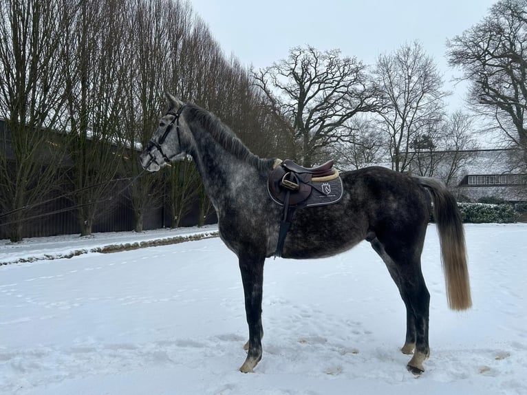 Koń hanowerski Wałach 5 lat 175 cm Siwa jabłkowita in Verden (Aller)