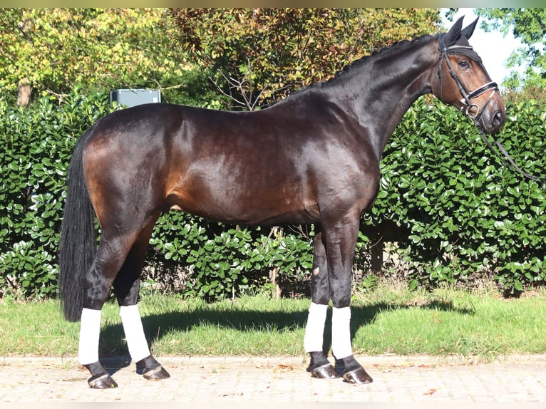 Koń hanowerski Wałach 5 lat 176 cm Ciemnogniada in Selsingen