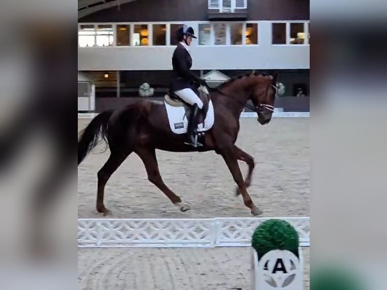 Koń hanowerski Wałach 5 lat 176 cm Ciemnokasztanowata in Potsdam