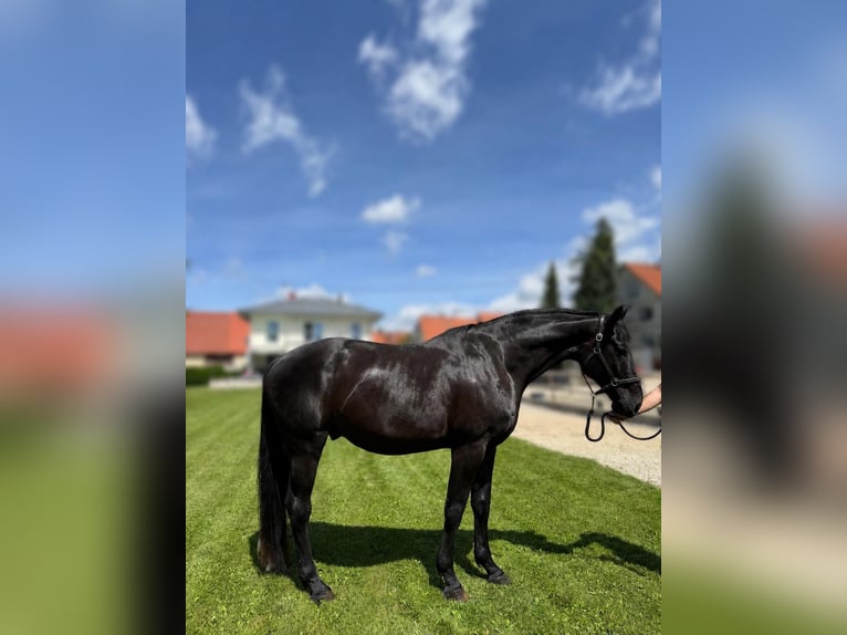 Koń hanowerski Wałach 5 lat 176 cm Kara in Bad Urach