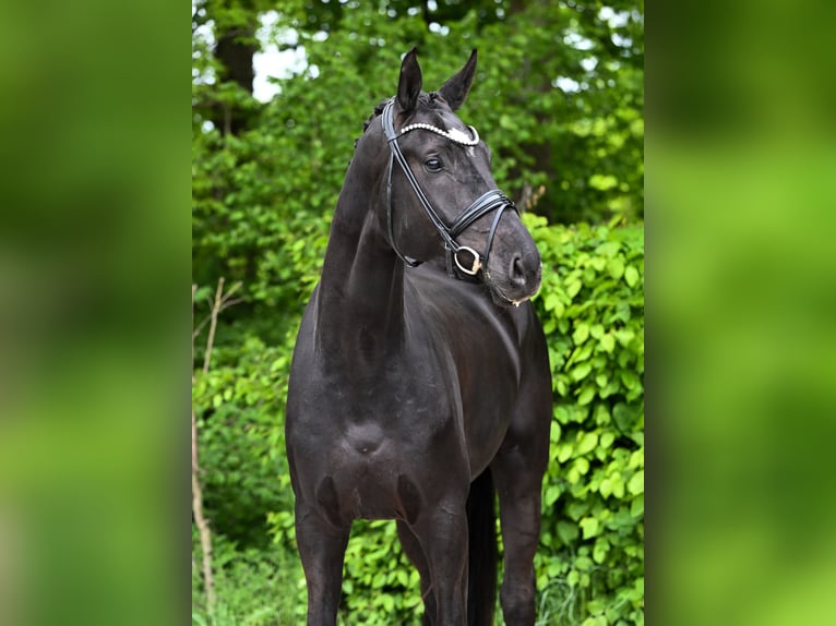 Koń hanowerski Wałach 5 lat 177 cm Kara in Ostrach