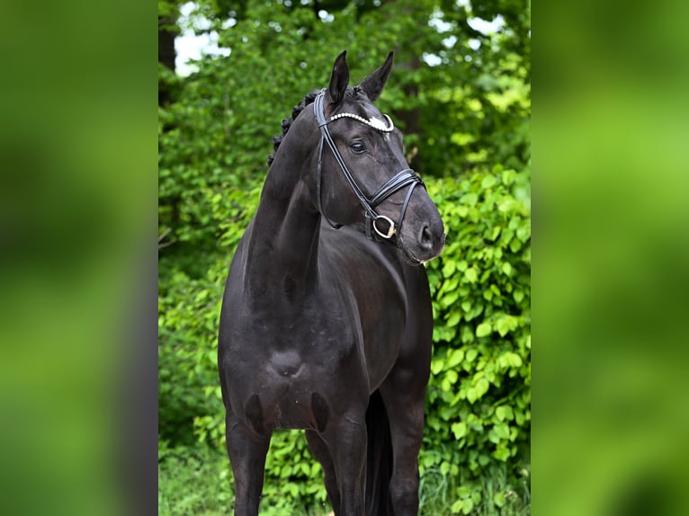 Koń hanowerski Wałach 5 lat 177 cm Kara in Ostrach