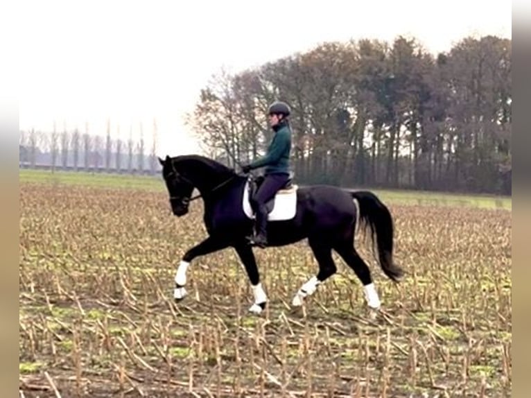 Koń hanowerski Wałach 5 lat 177 cm Kara in KirchlintelnKirchlinteln