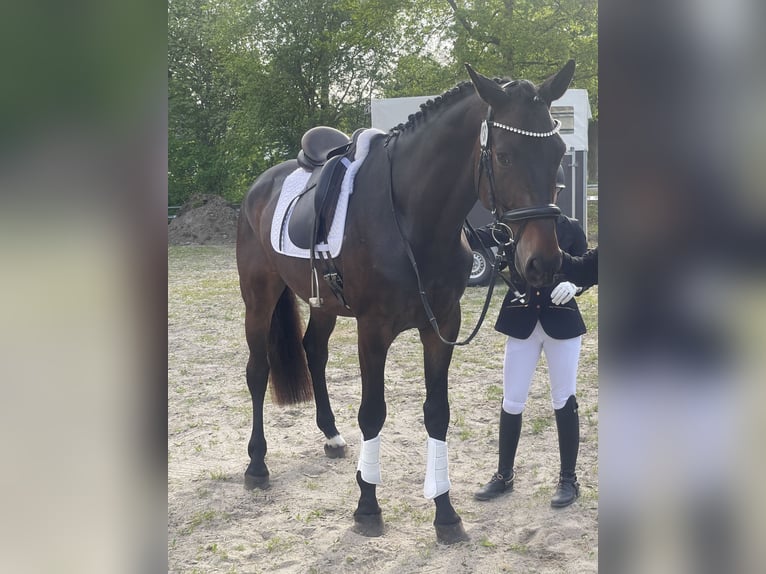 Koń hanowerski Wałach 5 lat 178 cm Ciemnogniada in Aschau am Inn