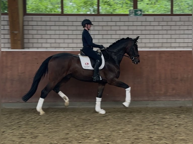 Koń hanowerski Wałach 5 lat 178 cm Ciemnogniada in Fröndenberg