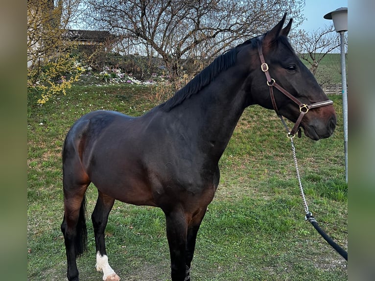 Koń hanowerski Wałach 5 lat 178 cm Ciemnogniada in Wichtrach