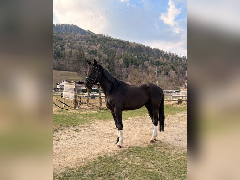 Koń hanowerski Wałach 5 lat 178 cm Kara in Murau