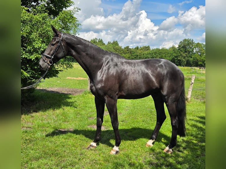 Koń hanowerski Wałach 5 lat 178 cm Kara in Loxstedt