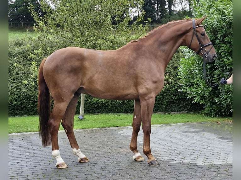 Koń hanowerski Wałach 5 lat 180 cm Kasztanowata in Ostercappeln