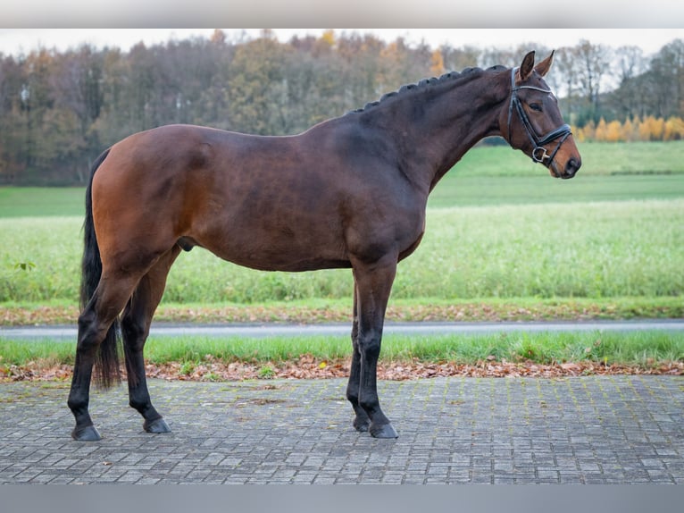 Koń hanowerski Wałach 5 lat 181 cm Gniada in Merzen