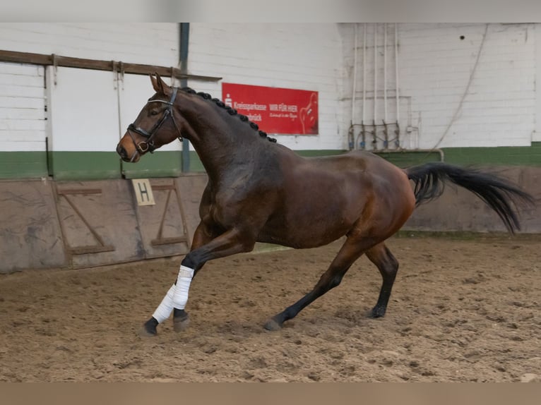 Koń hanowerski Wałach 5 lat 181 cm Gniada in Merzen
