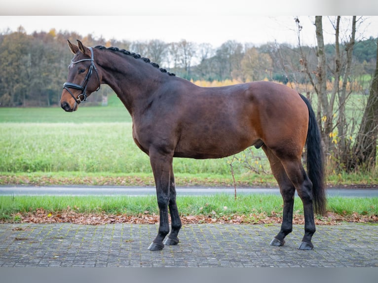Koń hanowerski Wałach 5 lat 181 cm Gniada in Merzen