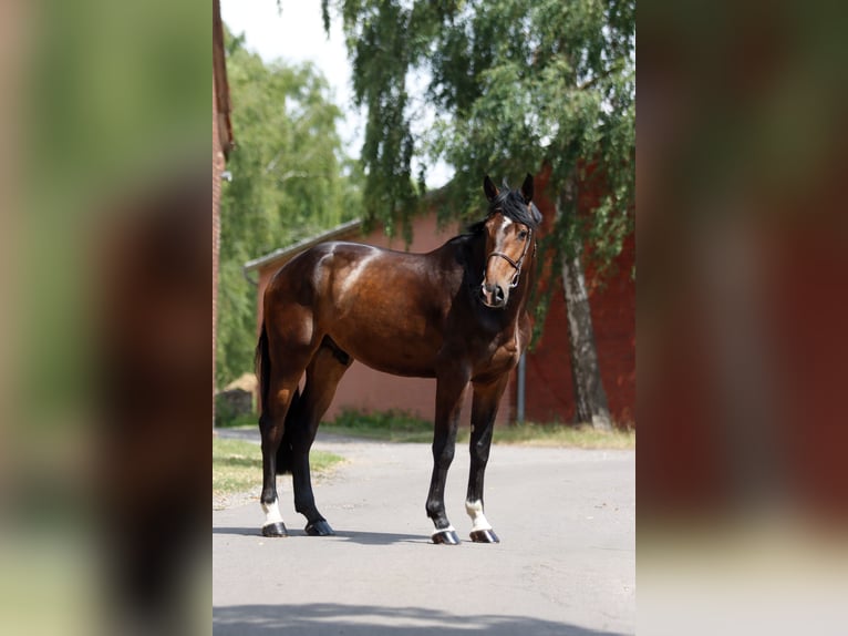 Koń hanowerski Wałach 5 lat 185 cm Ciemnogniada in Breitenbach am Herzberg