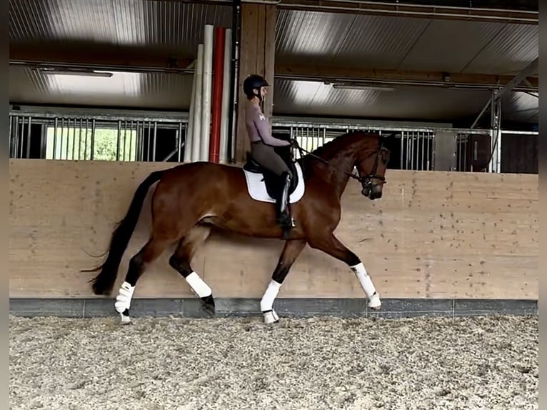 Koń hanowerski Wałach 5 lat 190 cm Gniada in Windesheim