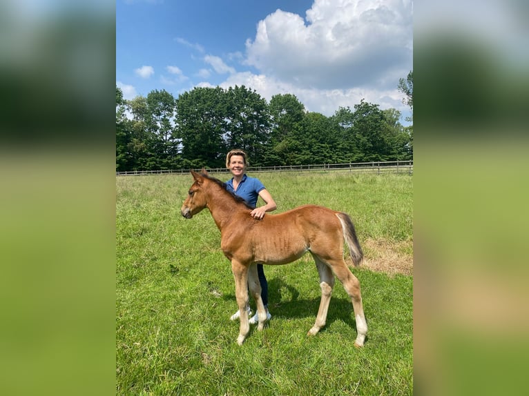 Koń hanowerski Wałach 5 lat Gniada in Hamburg Kirchwerder