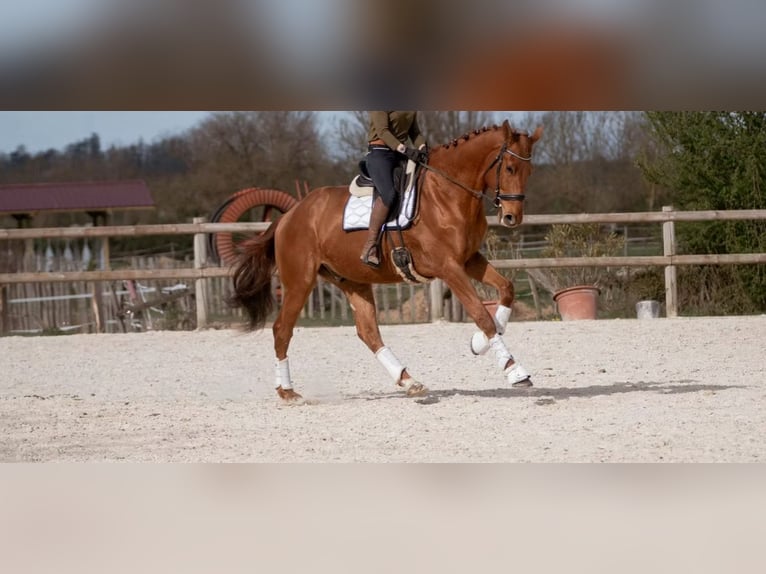 Koń hanowerski Wałach 5 lat in Bateau