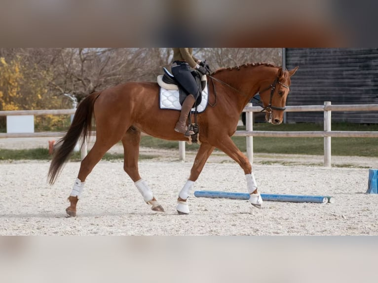 Koń hanowerski Wałach 5 lat in Bateau