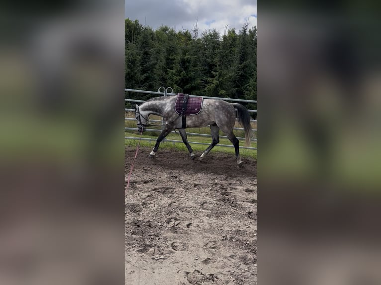 Koń hanowerski Wałach 6 lat 156 cm Siwa jabłkowita in Leer (Ostfriesland)