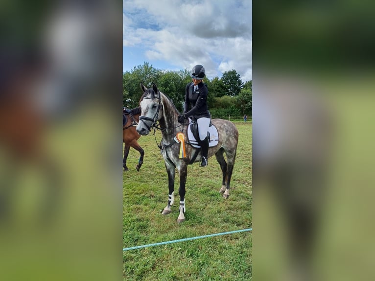 Koń hanowerski Wałach 6 lat 158 cm Siwa jabłkowita in Leer (Ostfriesland)