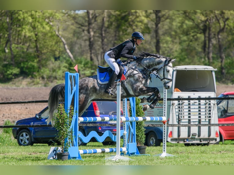 Koń hanowerski Wałach 6 lat 158 cm Siwa jabłkowita in Leer (Ostfriesland)