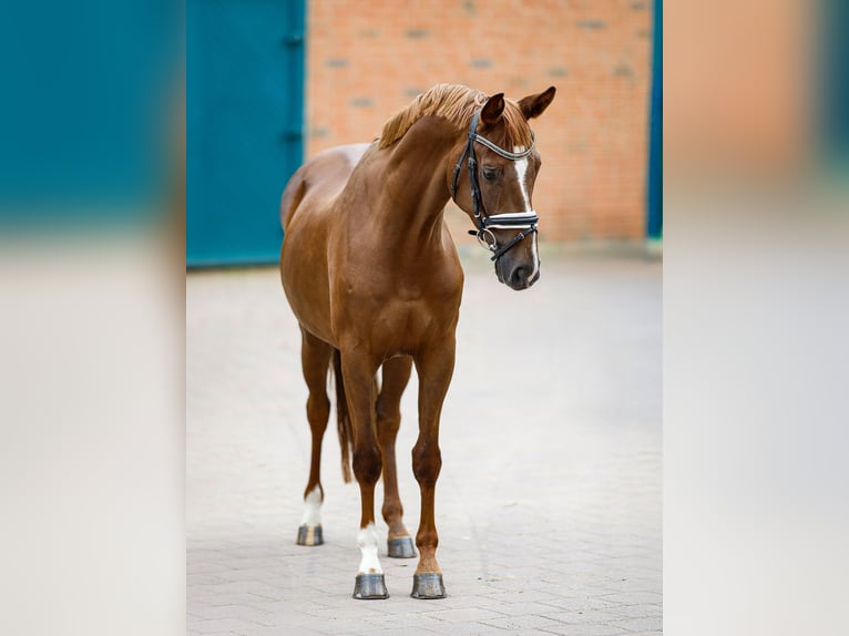 Koń hanowerski Wałach 6 lat 160 cm Kasztanowata in Garstedt