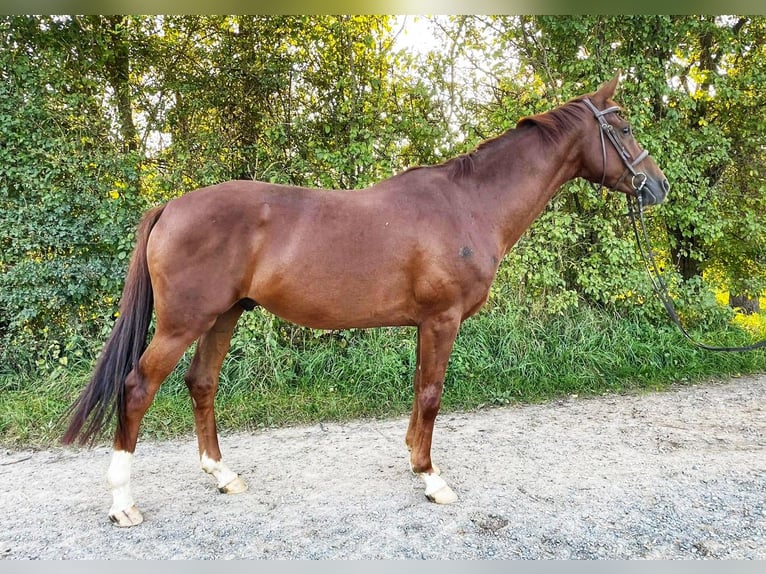 Koń hanowerski Wałach 6 lat 162 cm Ciemnokasztanowata in Adelebsen