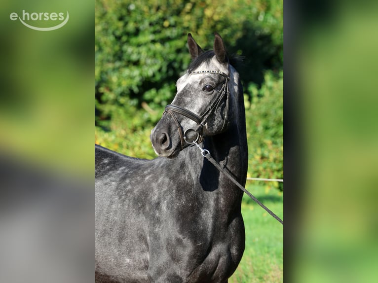 Koń hanowerski Wałach 6 lat 162 cm Siwa in Kutenholz