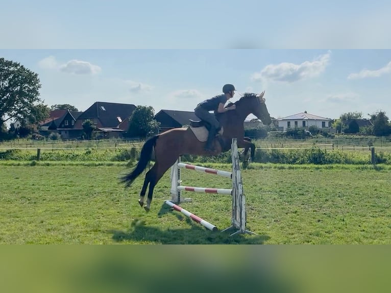 Koń hanowerski Wałach 6 lat 163 cm Gniada in Nienhagen