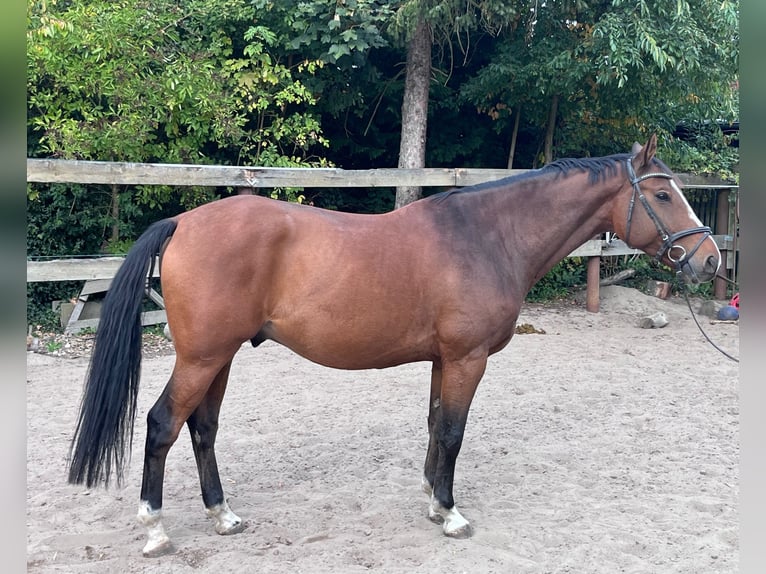 Koń hanowerski Wałach 6 lat 163 cm Gniada in Nienhagen