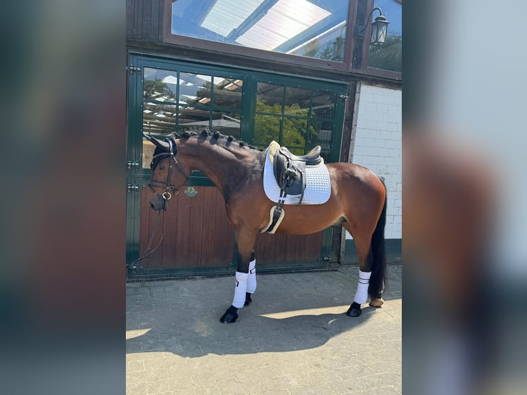 Koń hanowerski Wałach 6 lat 164 cm Ciemnogniada in Hamm