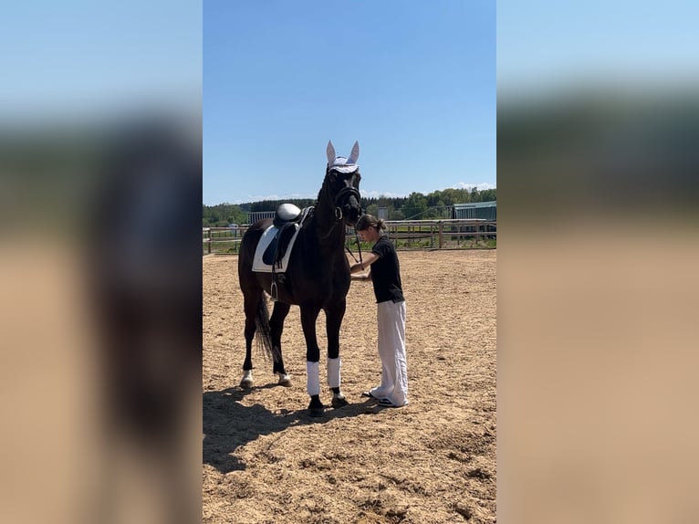 Koń hanowerski Wałach 6 lat 165 cm Kara in Weil