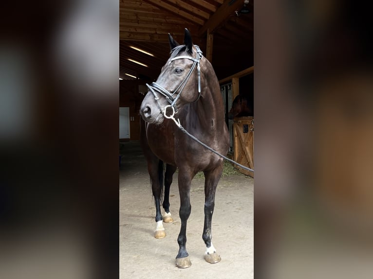 Koń hanowerski Wałach 6 lat 165 cm Kara in Weil