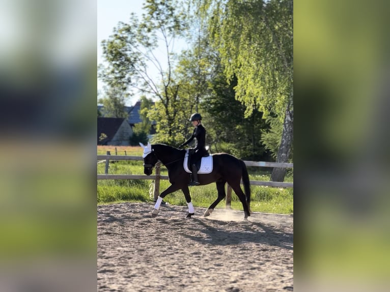 Koń hanowerski Wałach 6 lat 165 cm Kara in Weil