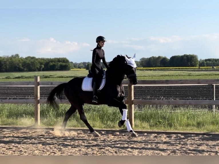 Koń hanowerski Wałach 6 lat 165 cm Kara in Weil