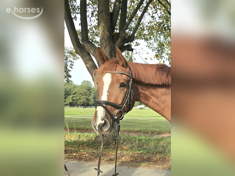 Koń hanowerski Wałach 6 lat 165 cm Kasztanowata in Löbnitz