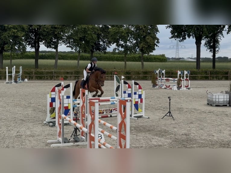 Koń hanowerski Wałach 6 lat 166 cm Gniada in Pūstelninkai