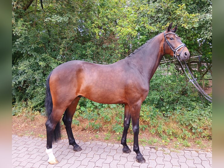 Koń hanowerski Wałach 6 lat 167 cm Ciemnogniada in Barenburg