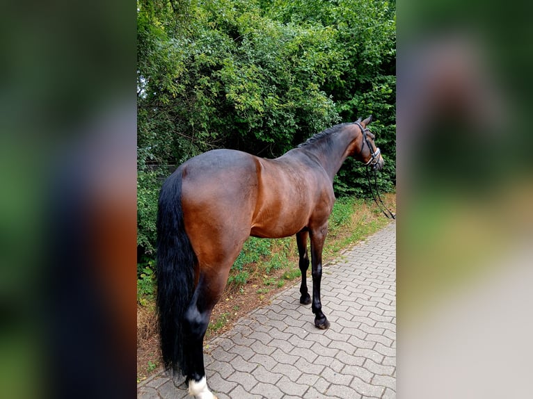 Koń hanowerski Wałach 6 lat 167 cm Ciemnogniada in Barenburg