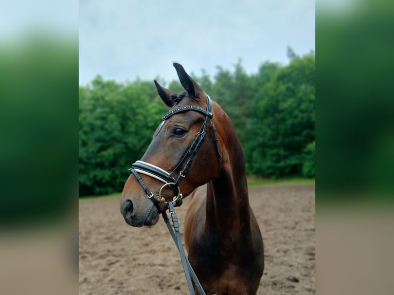 Koń hanowerski Wałach 6 lat 167 cm Ciemnogniada in Barenburg