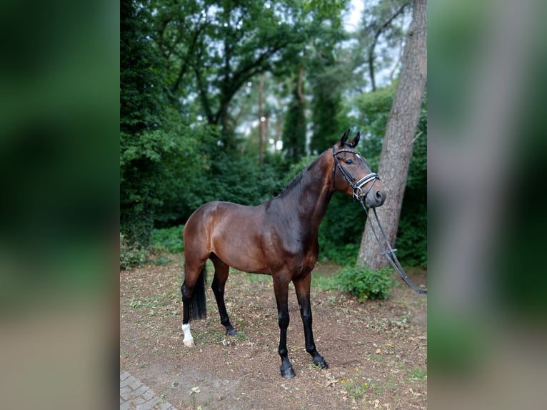 Koń hanowerski Wałach 6 lat 167 cm Ciemnogniada in Barenburg