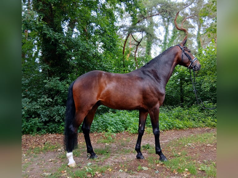 Koń hanowerski Wałach 6 lat 167 cm Ciemnogniada in Barenburg