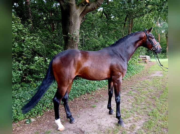 Koń hanowerski Wałach 6 lat 167 cm Ciemnogniada in Barenburg