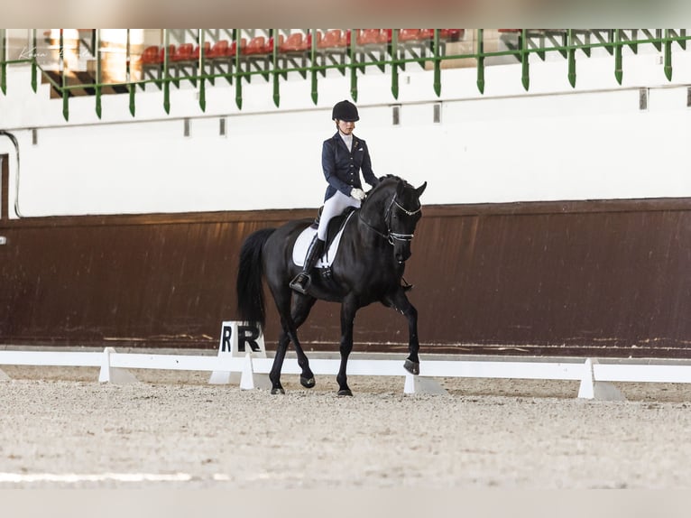 Koń hanowerski Wałach 6 lat 167 cm Kara in Kicin