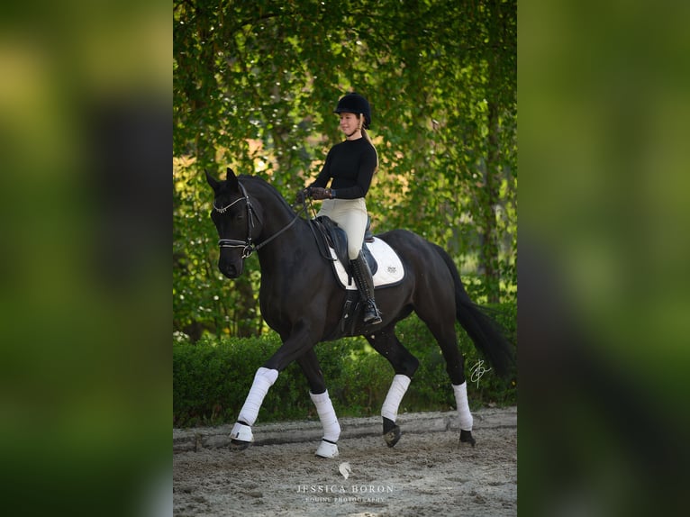Koń hanowerski Wałach 6 lat 167 cm Kara in Kicin