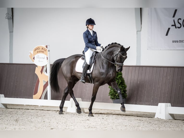 Koń hanowerski Wałach 6 lat 167 cm Kara in Kicin