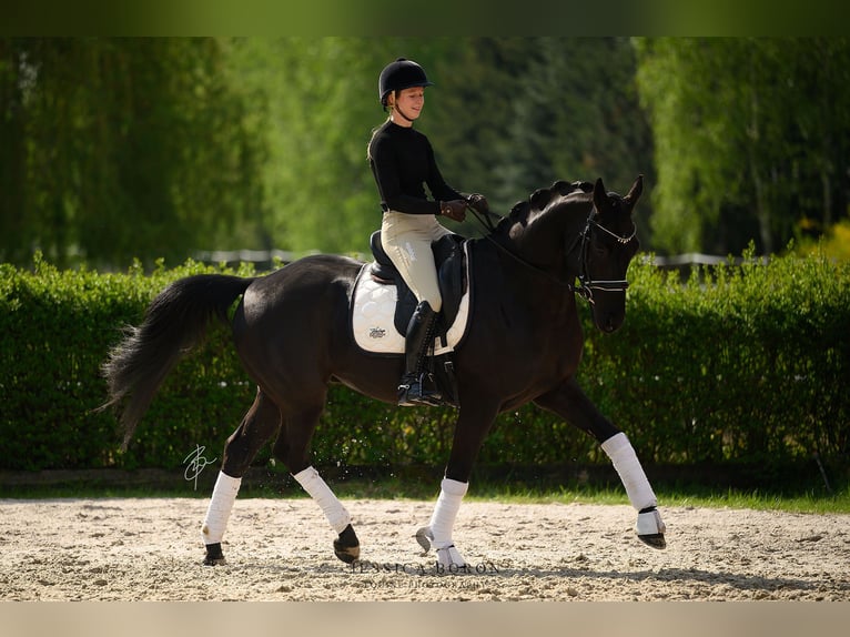 Koń hanowerski Wałach 6 lat 167 cm Kara in Kicin
