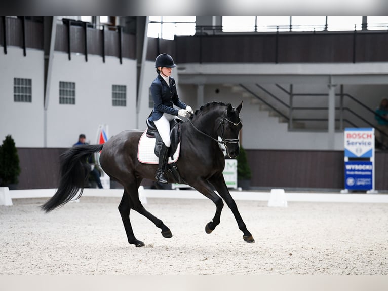 Koń hanowerski Wałach 6 lat 167 cm Kara in Kicin
