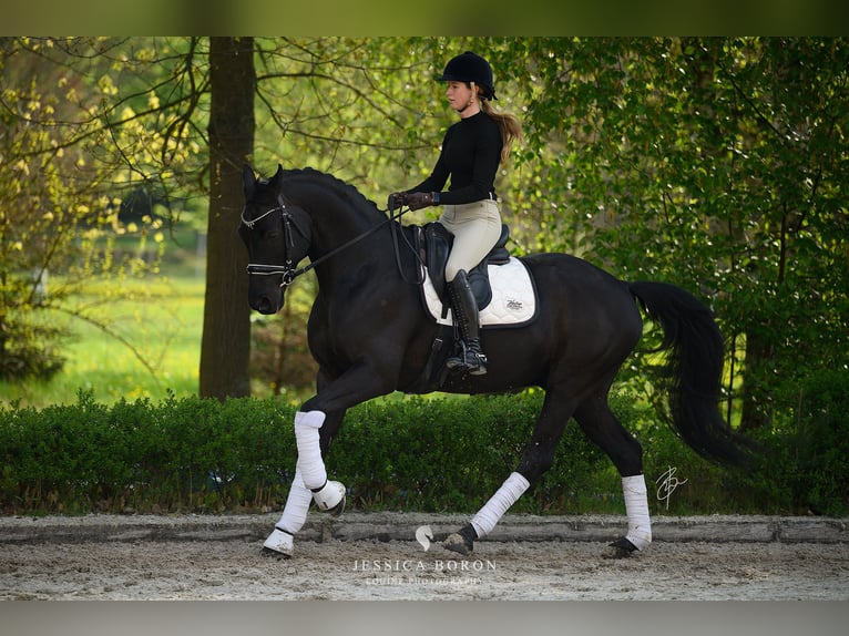 Koń hanowerski Wałach 6 lat 167 cm Kara in Kicin