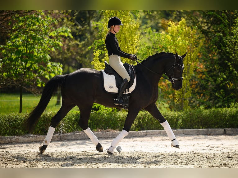 Koń hanowerski Wałach 6 lat 167 cm Kara in Kicin
