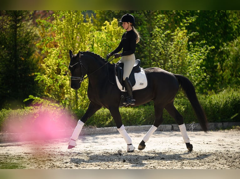 Koń hanowerski Wałach 6 lat 167 cm Kara in Kicin